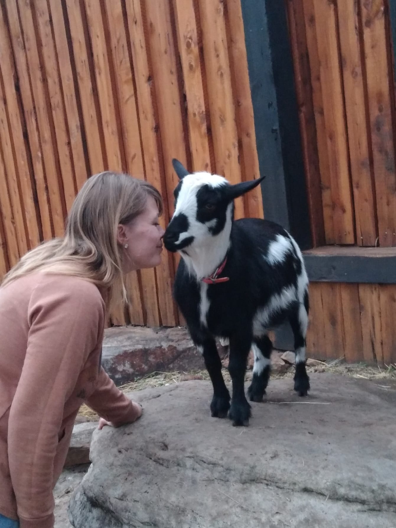 Goat 1